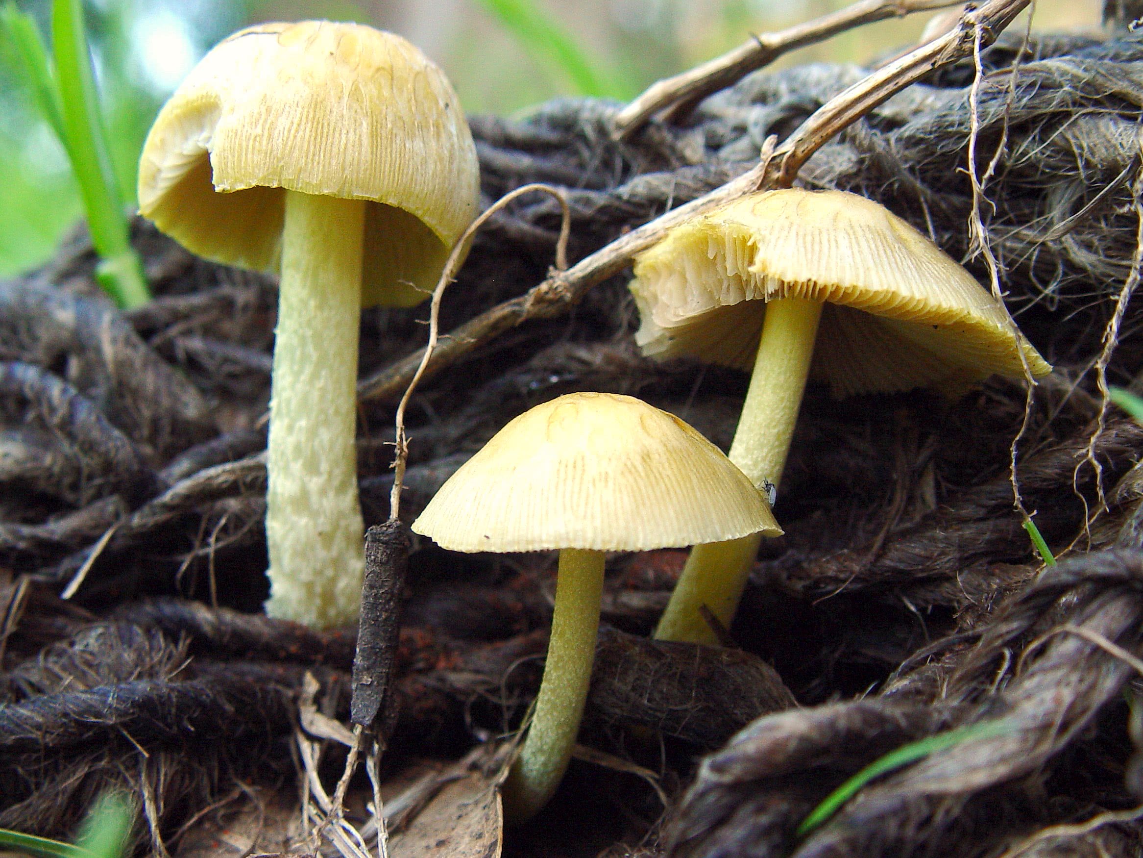 Bolbitius Titubans The Ultimate Mushroom Guide