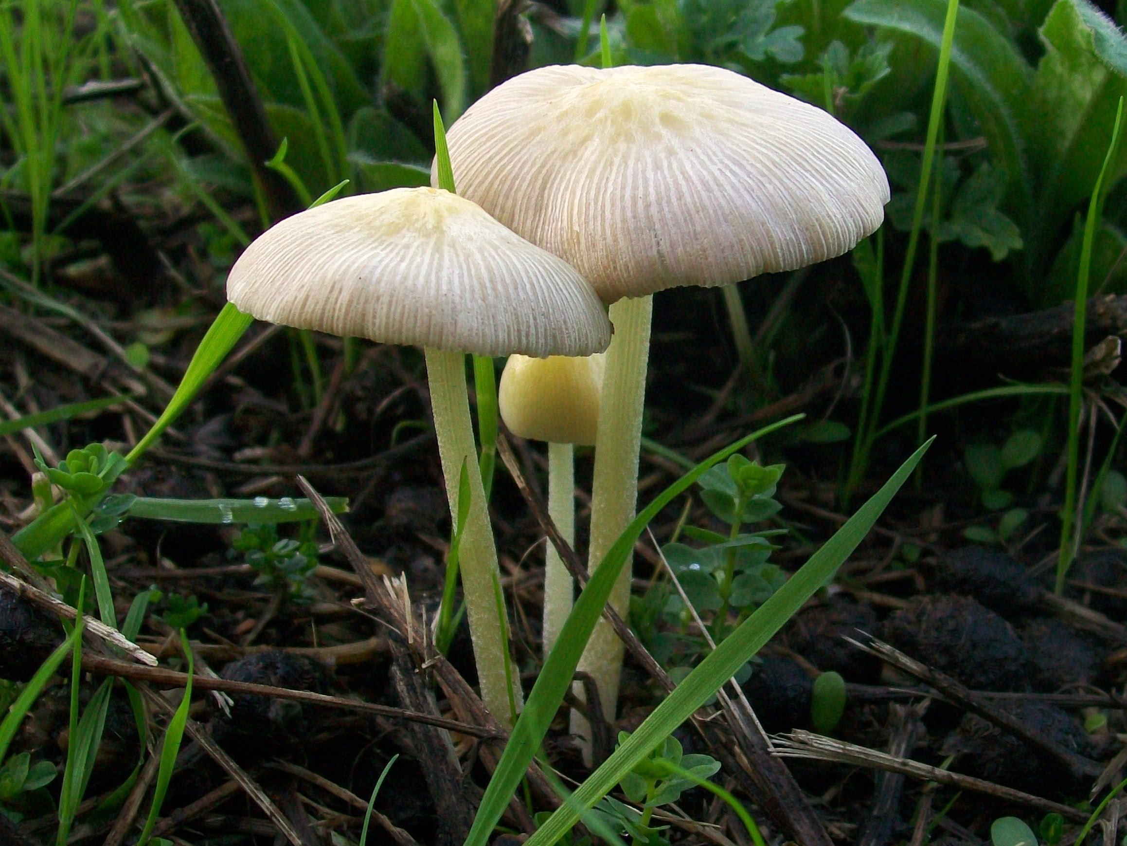Bolbitius Titubans The Ultimate Mushroom Guide
