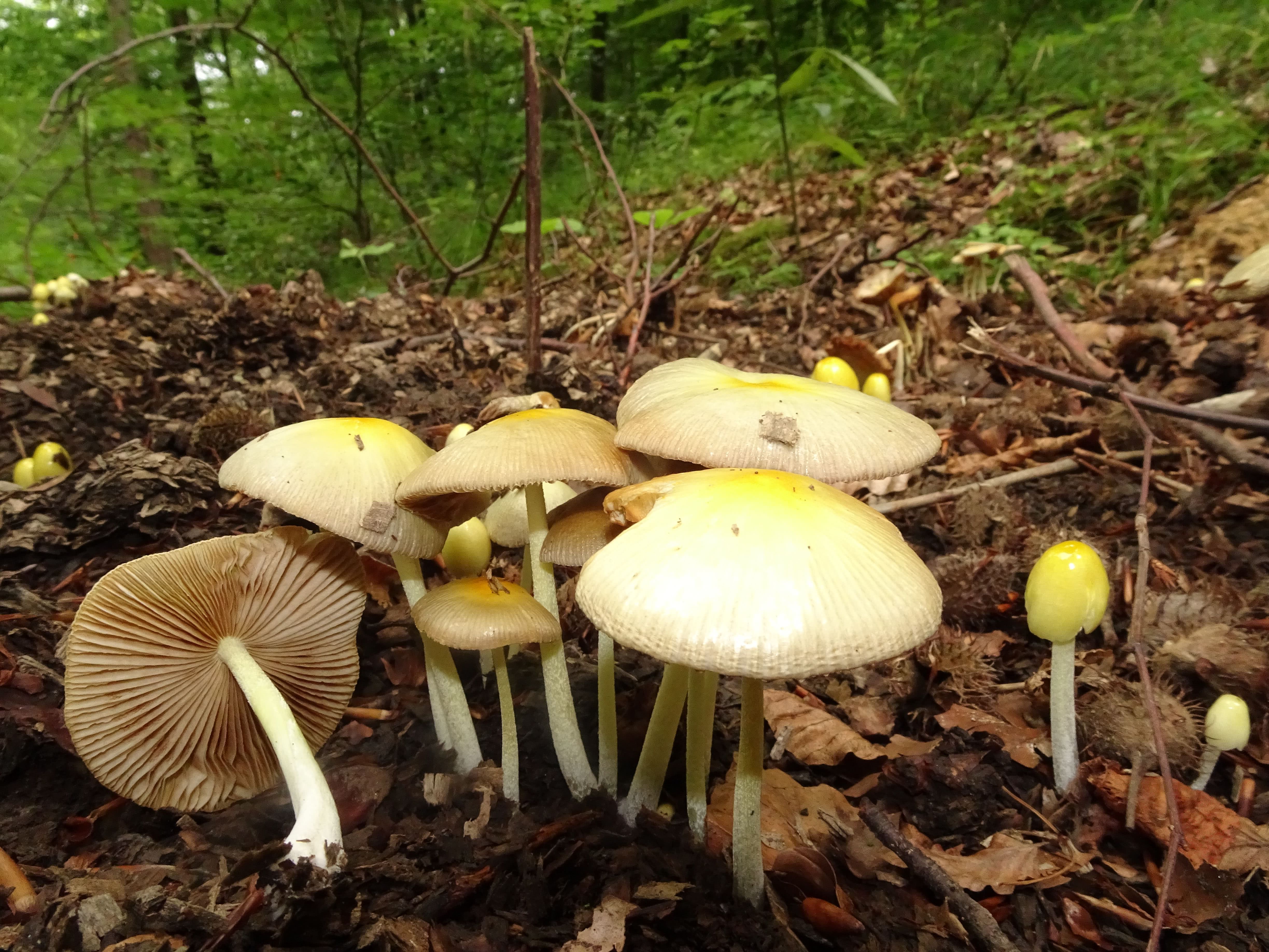 Bolbitius Titubans The Ultimate Mushroom Guide