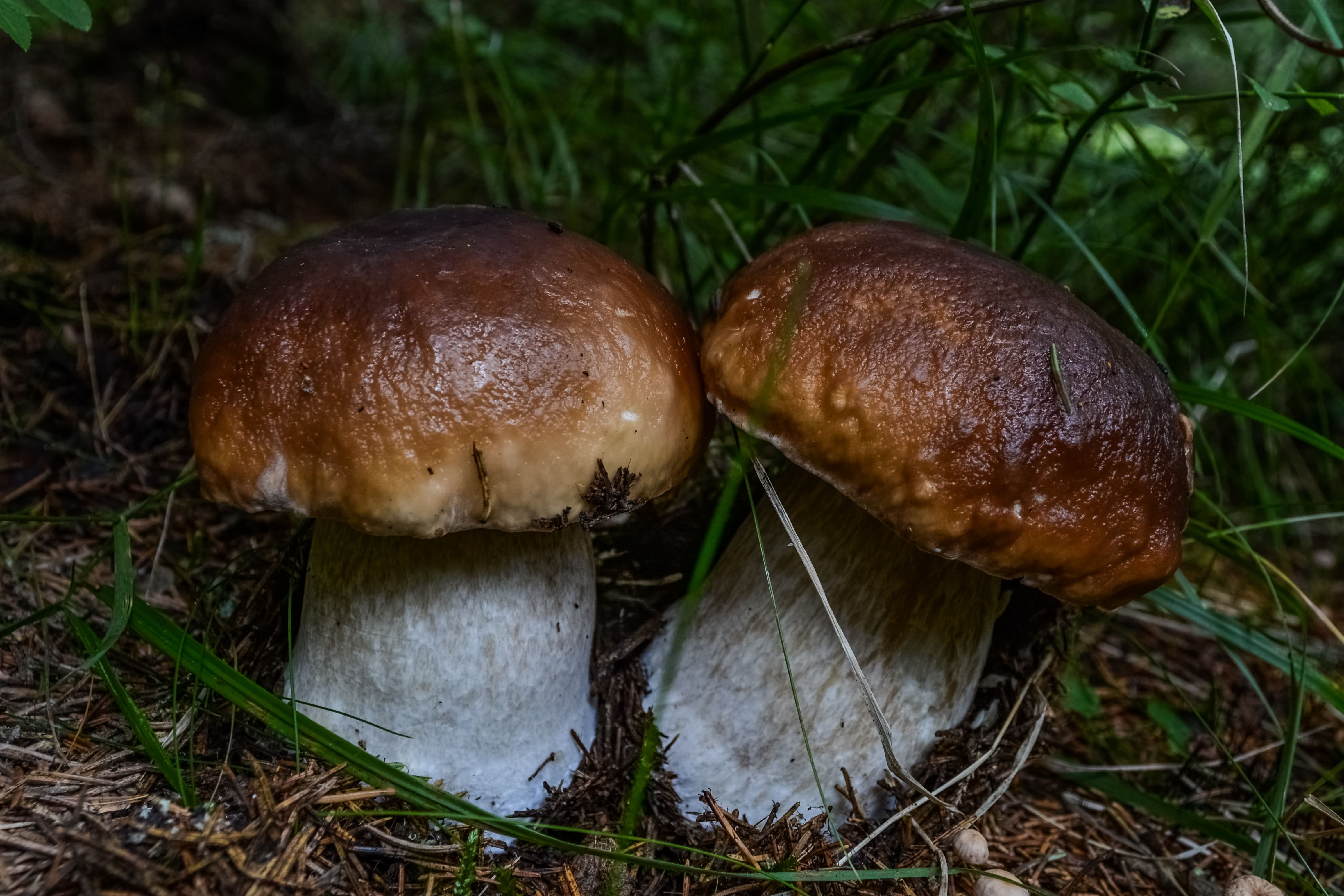 Boletus Edulis Taxonomy At Darlene Gilbert Blog Boletus Edulis Taxonomy At Darlene Gilbert Blog