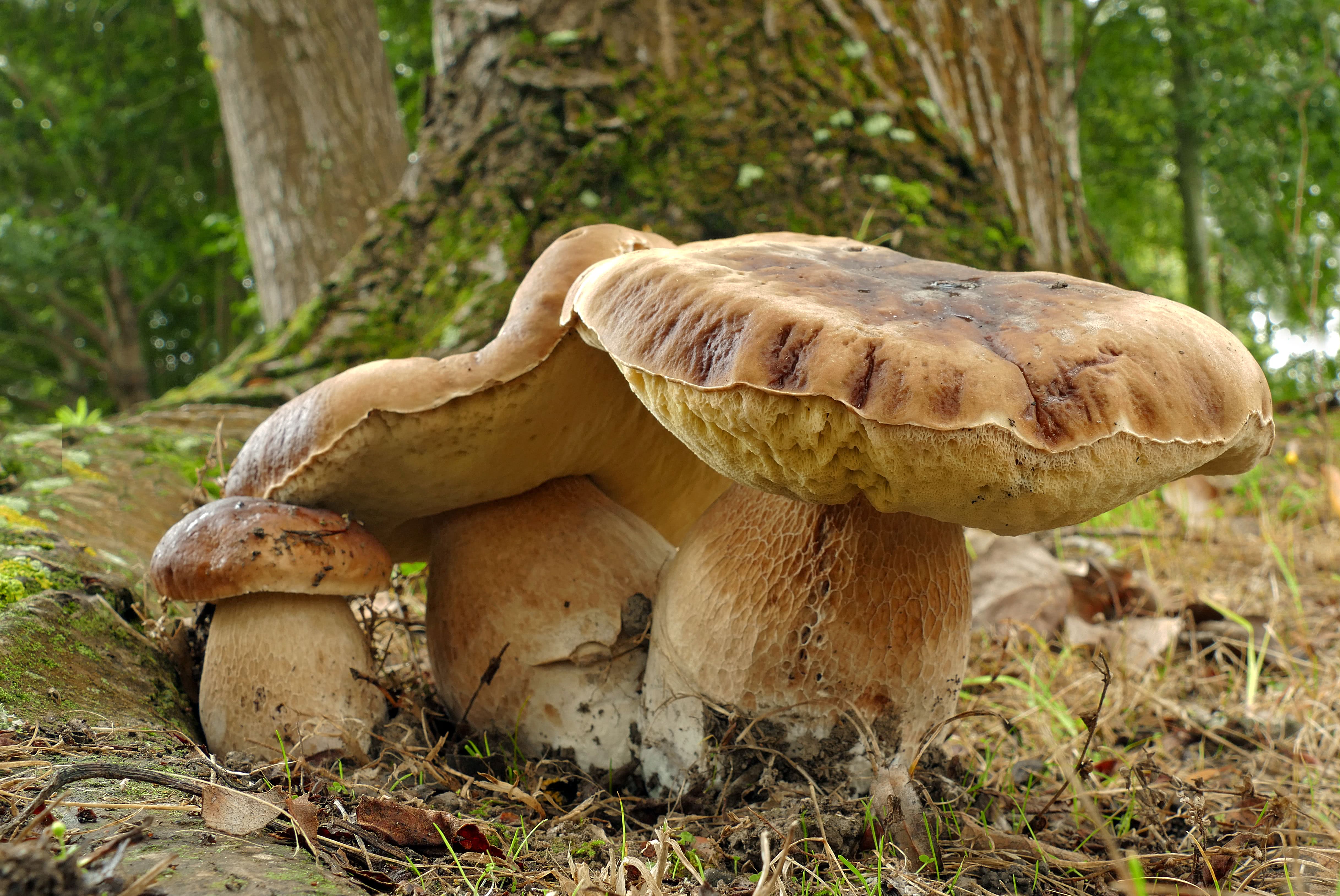 Boletus Edulis English Boletus Edulis English