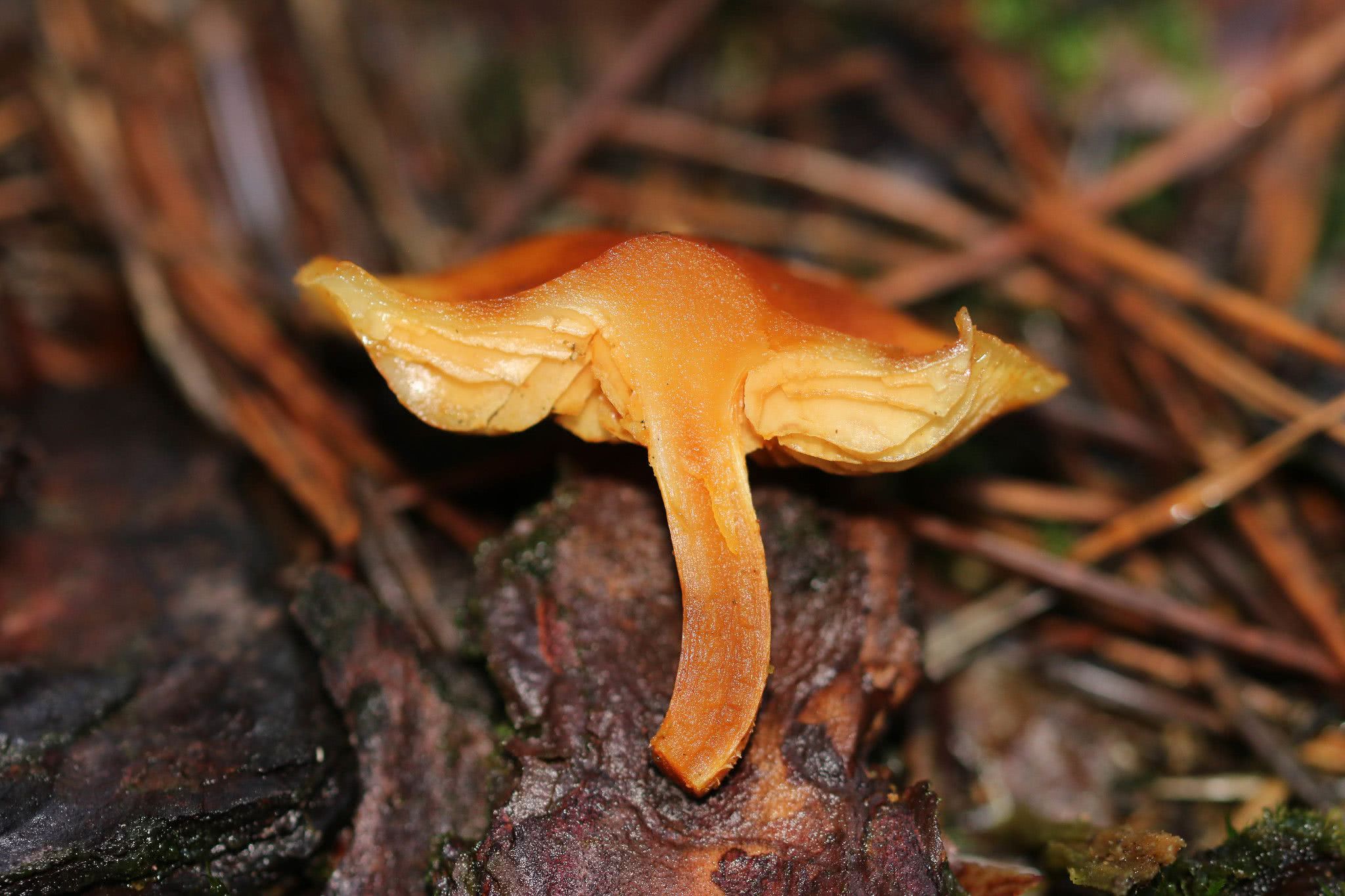 Champignon Artificiel En PVC - Modèle Flammulina Velutipes - 7,6 Cm - Décoration Cuisine, Vitrine, Jouet éducatif
