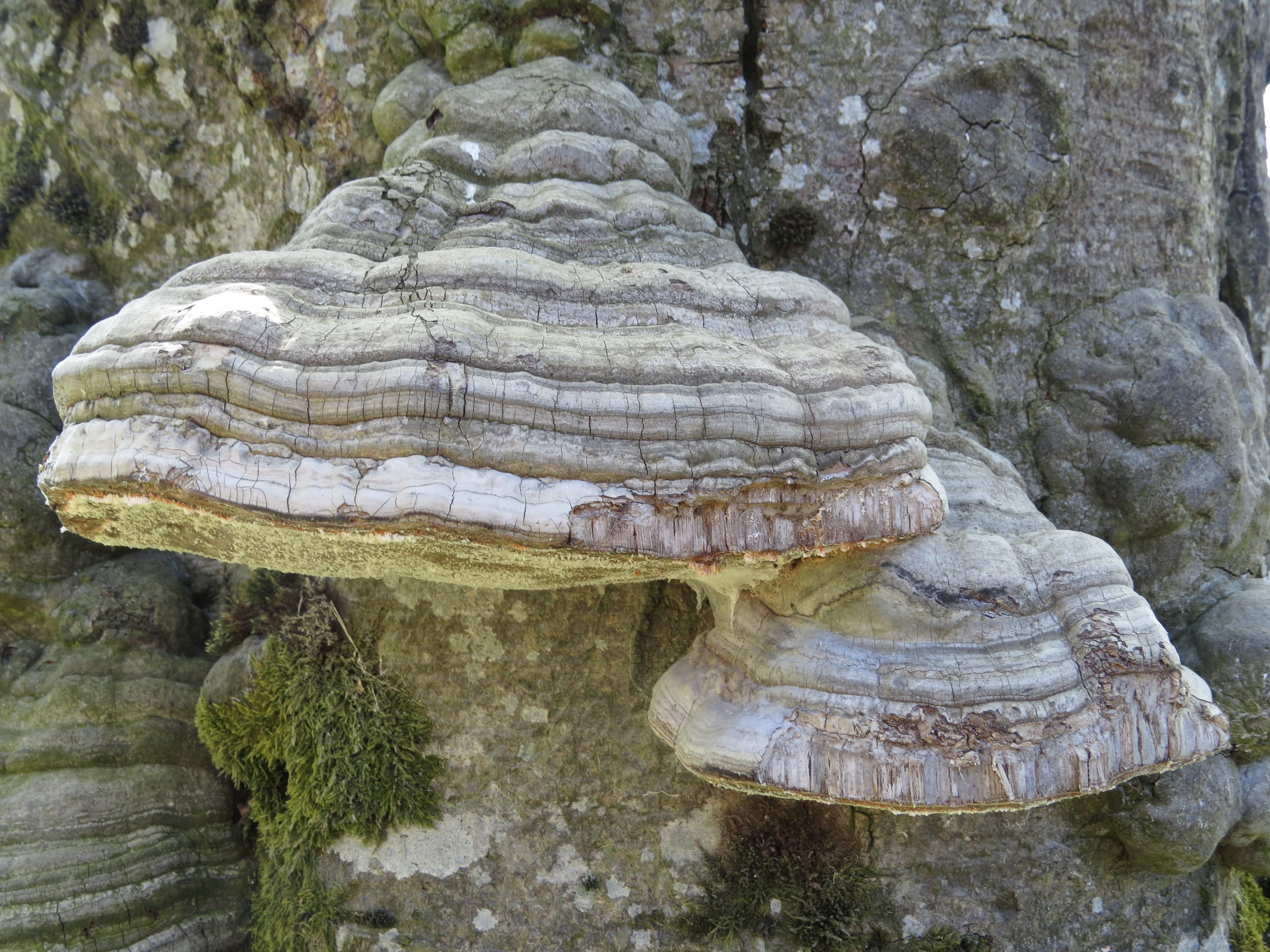 Fomes fomentarius: The Ultimate Mushroom Guide
