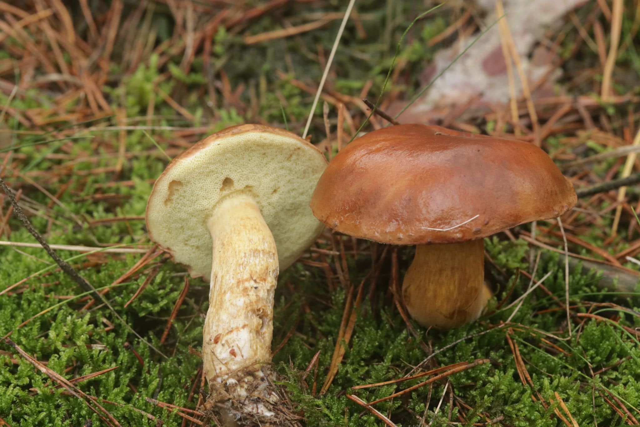 Imleria Badia The Ultimate Mushroom Guide Imleria Badia The Ultimate Mushroom Guide