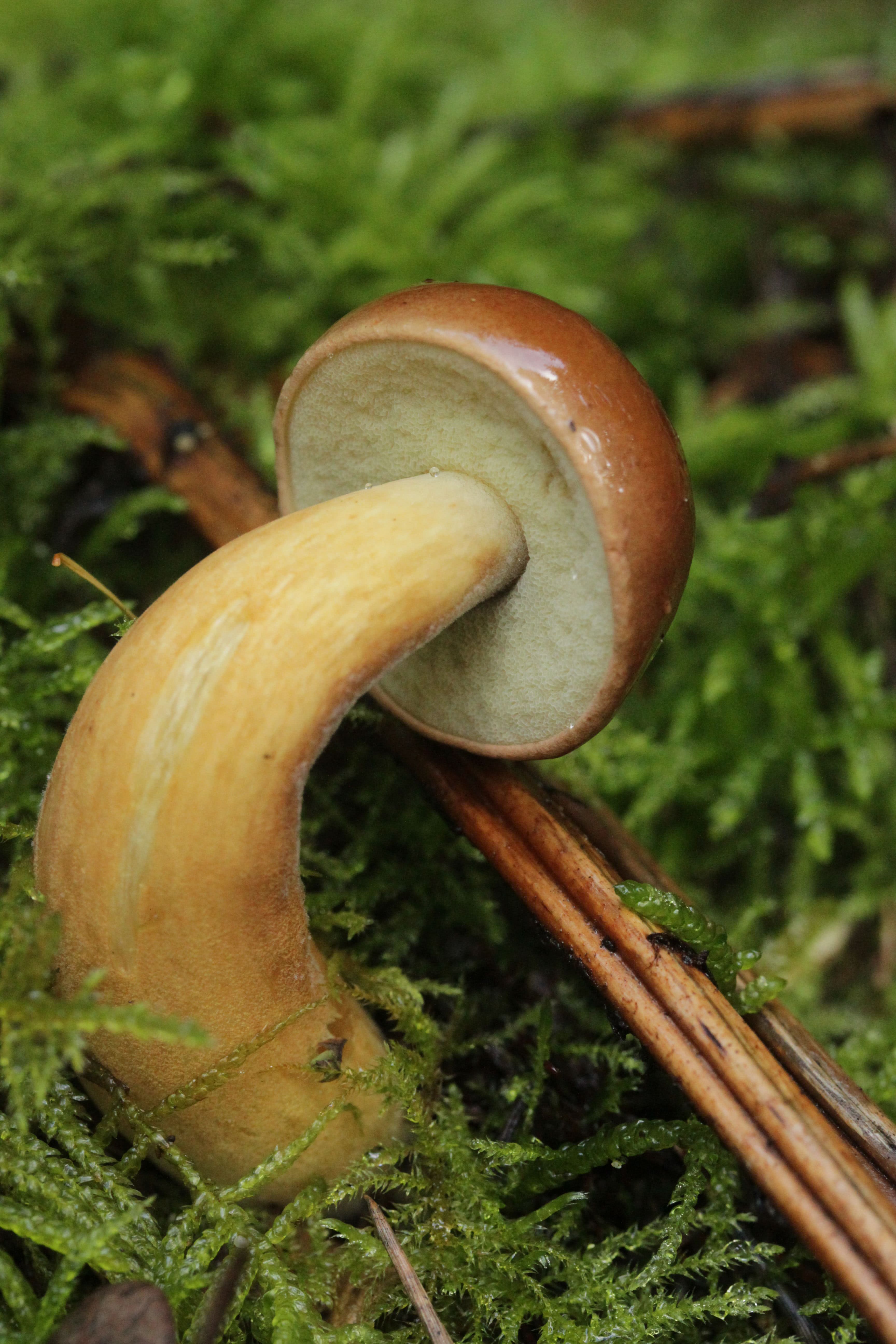 Imleria Badia The Ultimate Mushroom Guide Imleria Badia The Ultimate Mushroom Guide