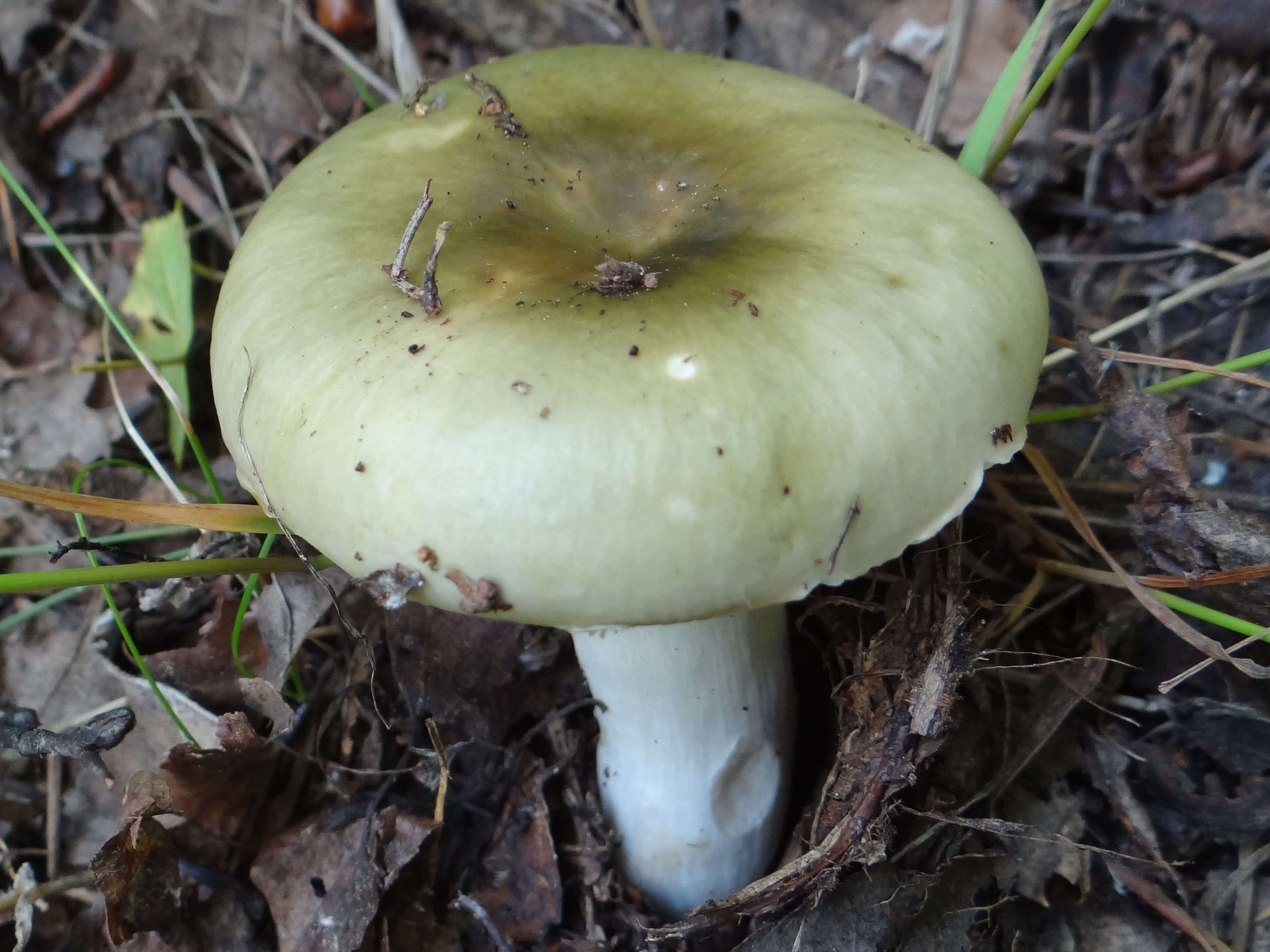 Russula Aeruginea The Ultimate Mushroom Guide