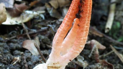 Pseudocolus Fusiformis The Ultimate Mushroom Guide